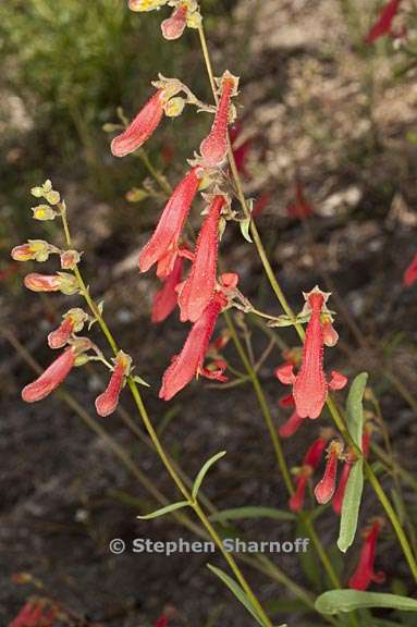 penstemon rostriflorus 8 graphic